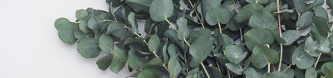 Eucalyptus Seeds