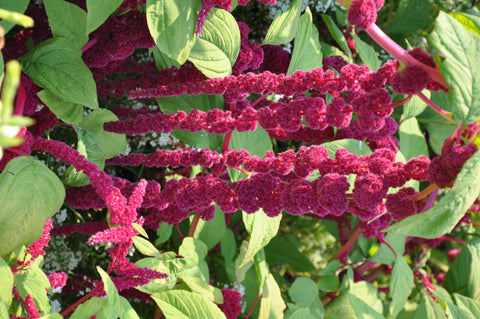 Amaranth