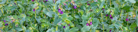 Cerinthe Seeds