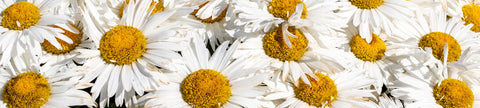 Daisy Seeds