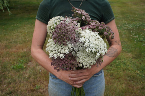 Daucus (Ammi)