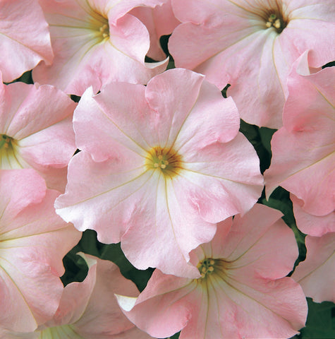 Petunia