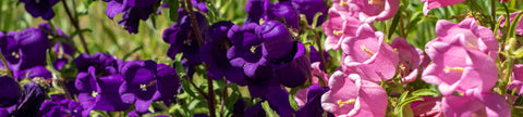 Campanula Seeds