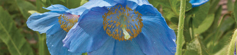 Stock Seeds