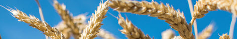 Fall Rye Seeds