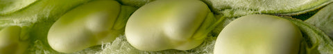 Fava Bean Seeds