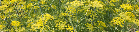 Fennel Seeds
