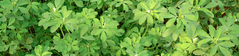 Fenugreek Seeds