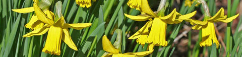 Flower Bulbs Fall Planting