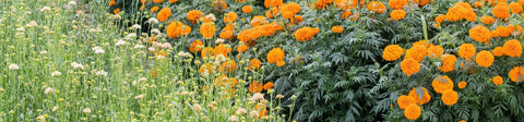 Flower Seeds