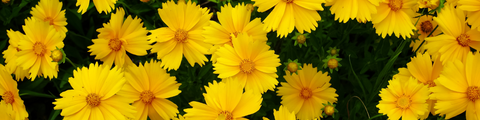 Native Plants of Ontario