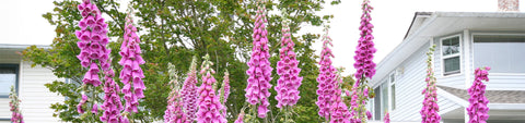 Foxglove Seeds