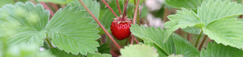 Fruit Seeds