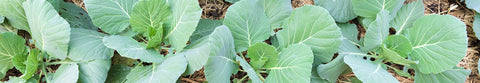 Gai Lan Seeds