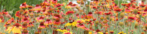 Gaillardia Seeds
