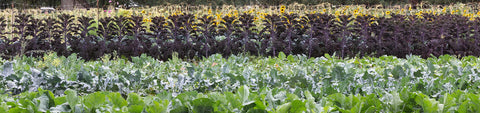 Garden Supplies