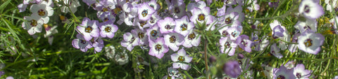 Gilia Seeds