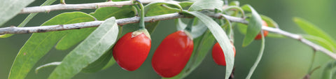 Goji Berry Seeds