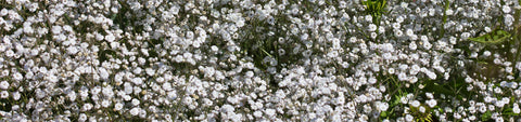 Gypsophila Seeds