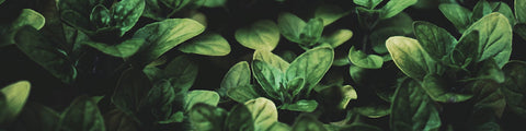 Medicinal Herbs and Flowers Collection