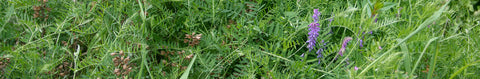 Hairy Vetch Seeds