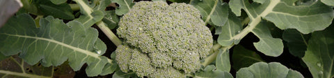 Heading Broccoli Seeds