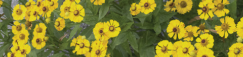 Helenium Seeds
