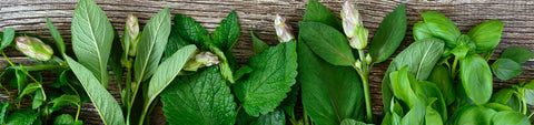Herb Seeds