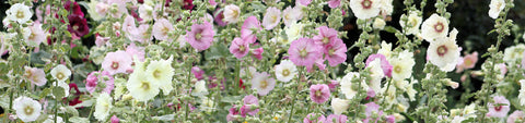 Hollyhocks Seeds