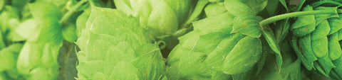 Hops Rhizomes