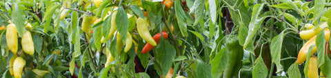 Hot Peppers