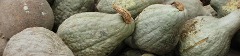 Hubbard Squash Seeds