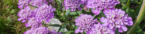 Iberis Seeds