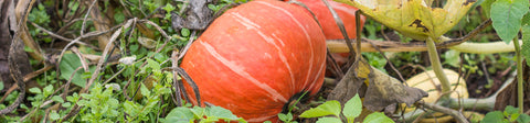 Kabocha Squash Seeds