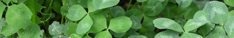Klondike Ladino Clover Seeds