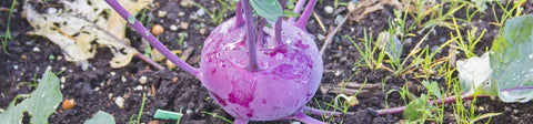 Kohlrabi Seeds