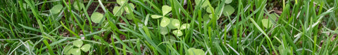 Chafer Beetle Resistant Lawn Blend
