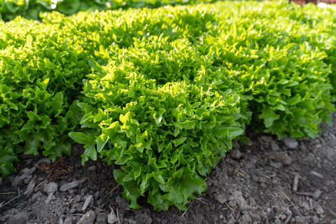 Eazyleaf Lettuce