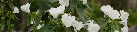 Lavatera Seeds