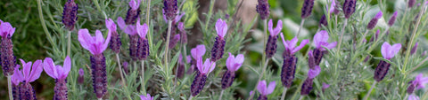 Lavender Seeds