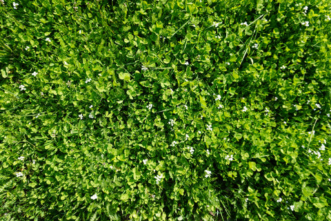 Lawn Solutions