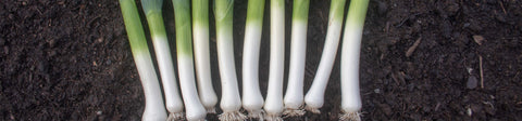 Leek Seeds