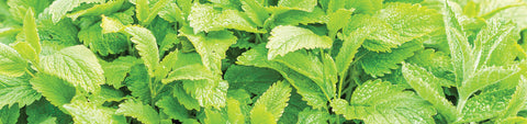 Lemon Balm Seeds
