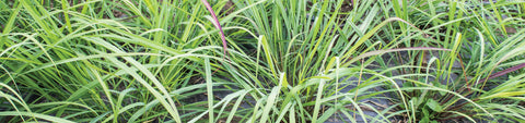 Lemongrass Seeds