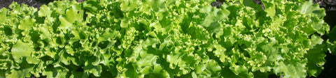 Lettuce Seeds