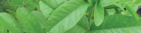 Liquorice Seeds