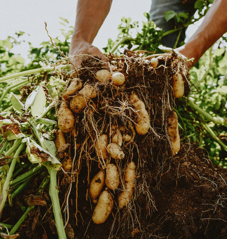 Seasonal Veggies