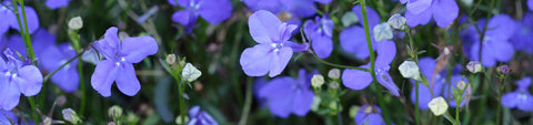 Lobelia Seeds