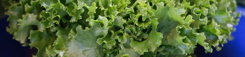 Looseleaf Lettuce Seeds