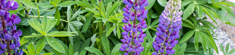 Lupin Seeds
